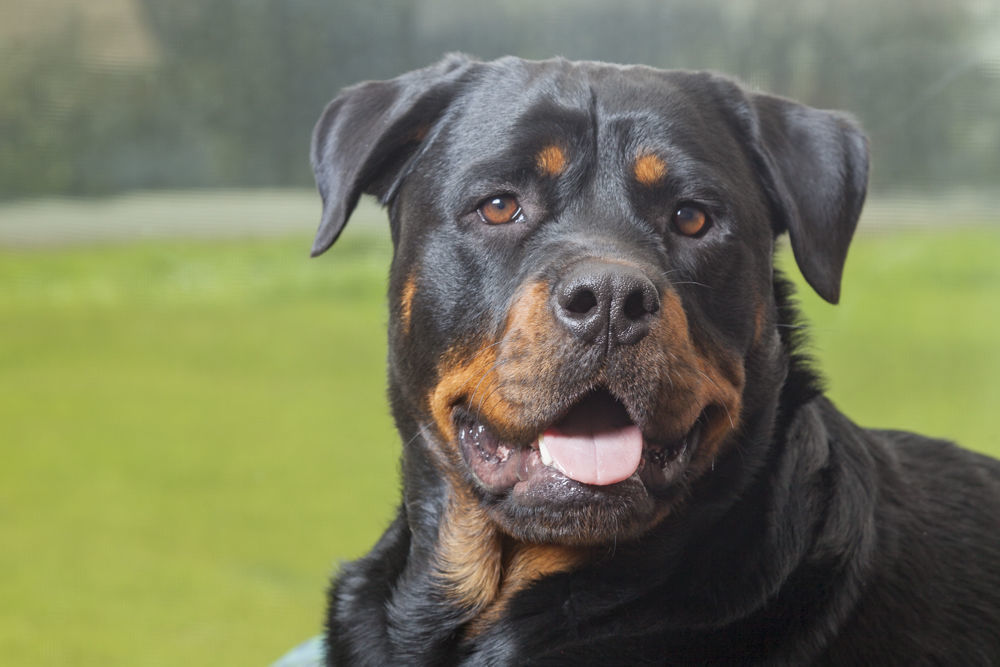 Pic of the Litter: Cheyenne
